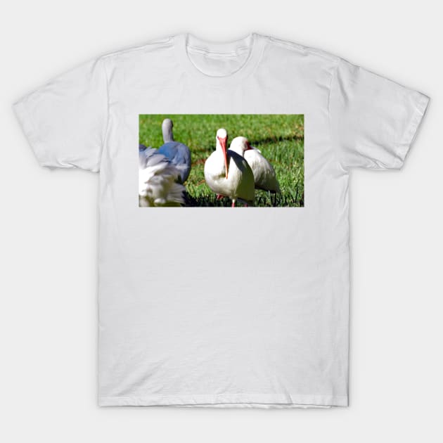 American White Ibis T-Shirt by supernova23